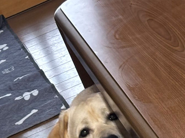 お気に入りのこたつが片付けられて…　犬の反応に「笑った」