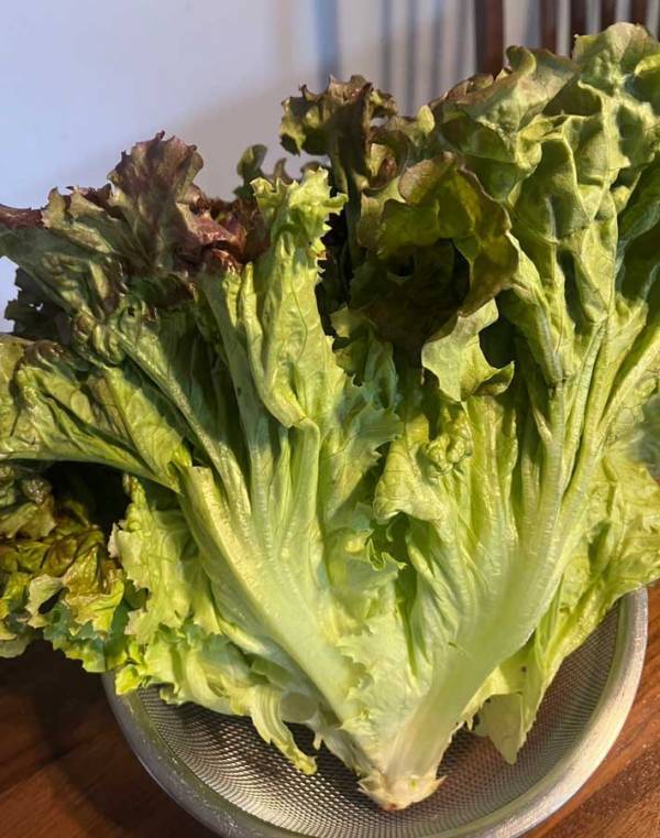 醤油と酢などを…　混ぜるだけで作れる１品に「お店で食べたあの味を？」_