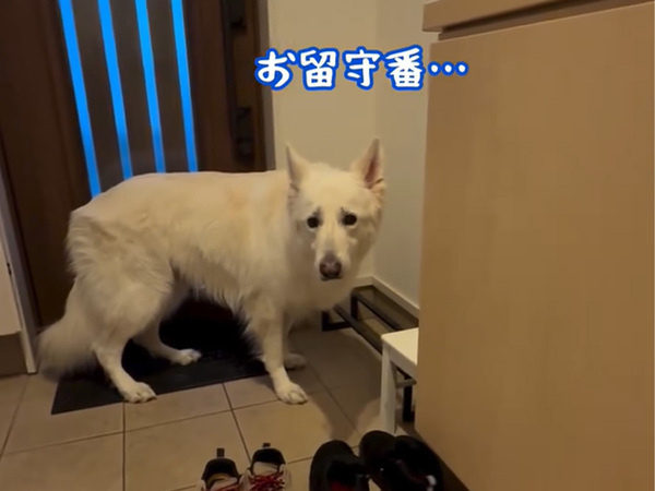 散歩だと信じて玄関で待っていた犬　「お留守番です」といわれると？
