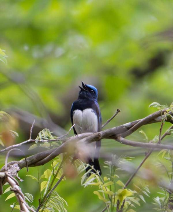「『幸せの青い鳥』に出会えた」　写真家の１枚に「初めて見た！」「会いたい」