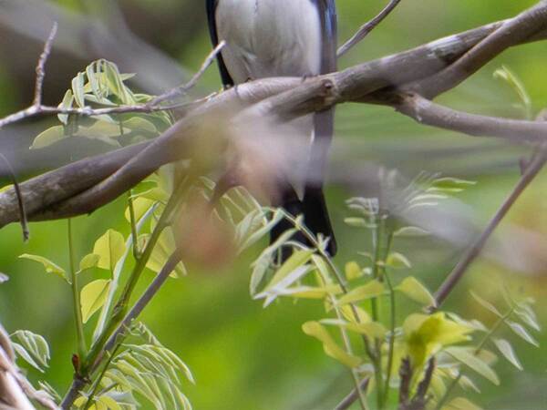 「『幸せの青い鳥』に出会えた」　写真家の１枚に「初めて見た！」「会いたい」