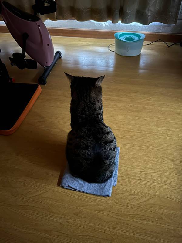 「特等席を見つけちゃったんだね」　朝ご飯を待つ猫、座っていたのは…「笑った」