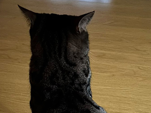 「特等席を見つけちゃったんだね」　朝ご飯を待つ猫、座っていたのは…「笑った」