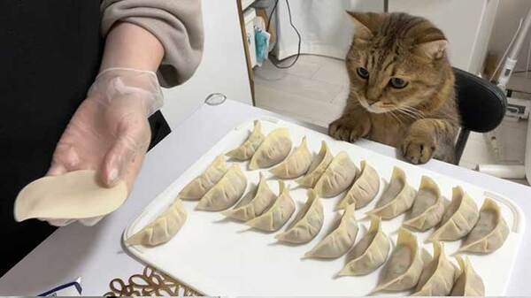 餃子を包んでいた女性　起きたことに「どう見ても数えてる」「料理長かな？」