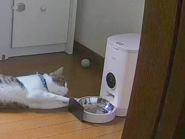 ご飯を『全力待機』する猫　その様子が…「吹き出した」「もう人間でしょ」