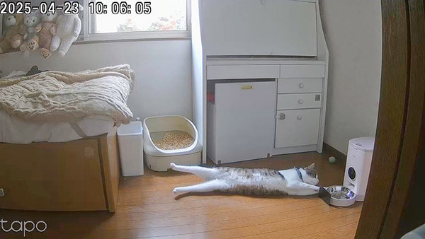 ご飯を『全力待機』する猫　その様子が…「吹き出した」「もう人間でしょ」
