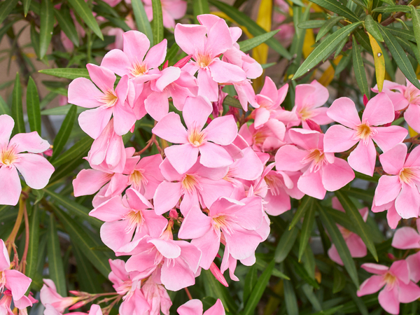 自治体「見かけても絶対に触らないで」　よく見る花の危険に「危なかった」「実家の庭にあるわ…」