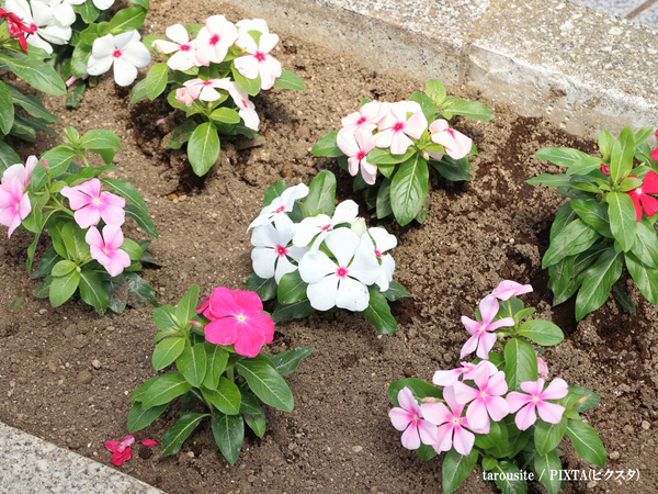 自治体「見かけても絶対に触らないで」　よく見る花の危険に「危なかった」「実家の庭にあるわ…」