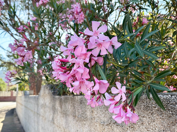 自治体「見かけても絶対に触らないで」　よく見る花の危険に「危なかった」「実家の庭にあるわ…」