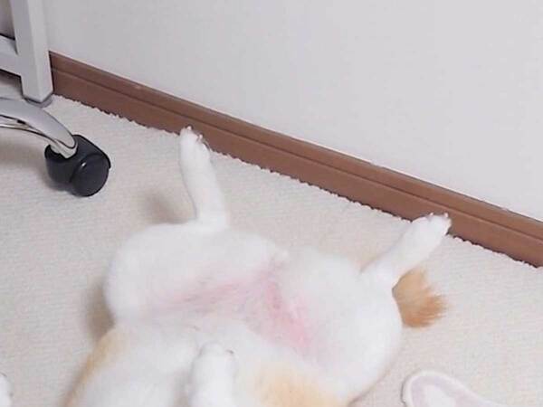 あお向けの『２匹』をよく見ると…　「変な声出た」「これ欲しい」