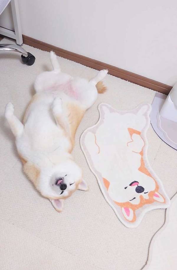 あお向けの『２匹』をよく見ると…　「変な声出た」「これ欲しい」