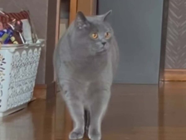 ３万人が驚いた！　飼い主を探す猫に「天才」「ママ冥利に尽きる」