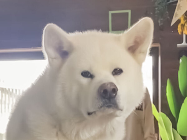 脚が美しすぎる『秋田犬』　写真をよく見ると…「ハイヒール履いてそう」