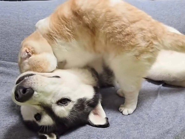 眠る犬を起こしたい猫　とった行動に吹き出す！