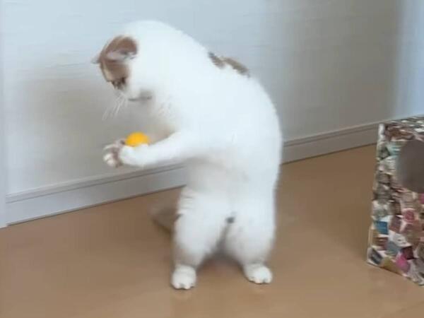 クセが強めな猫のボールキャッチがかわいすぎる　「ほぼ人間」「一瞬AIかと…」