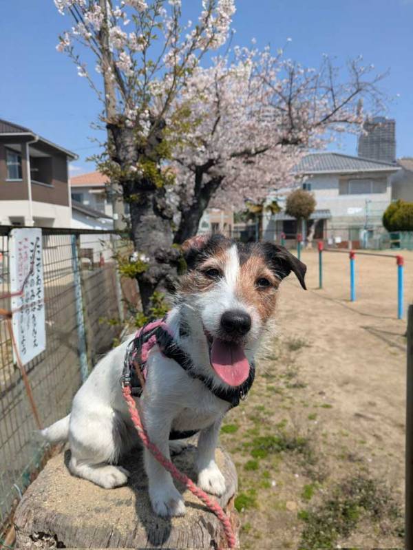 ウインナーに卵焼き…　弁当に『写り込んだ』のは？「拡大して笑った」