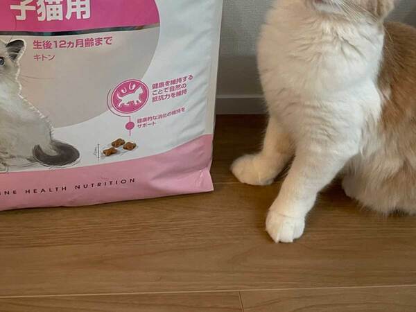 猫の『びっくり顔』に１６万いいね！　「涙流して笑った」「唖然としてる」