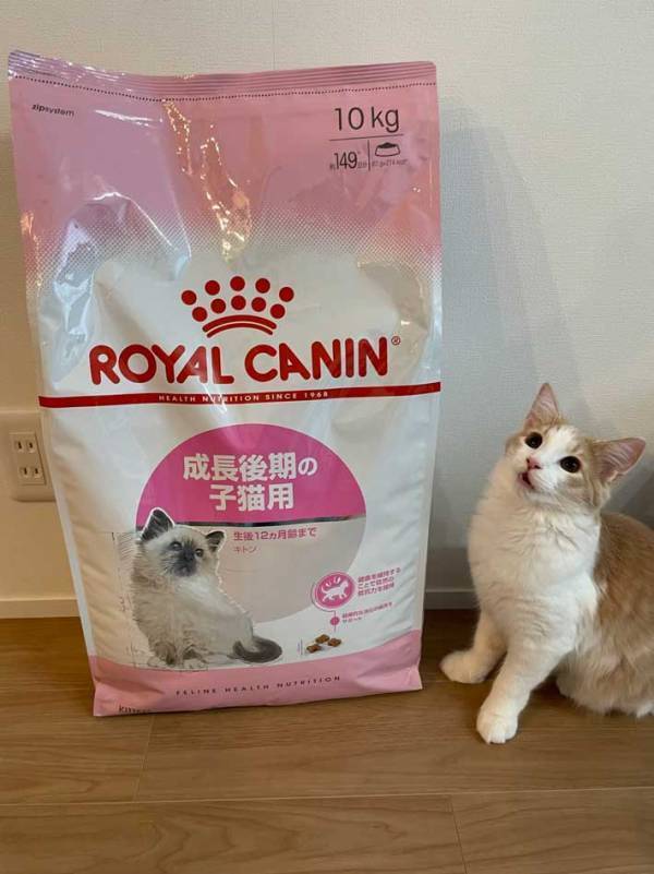 猫の『びっくり顔』に１６万いいね！　「涙流して笑った」「唖然としてる」