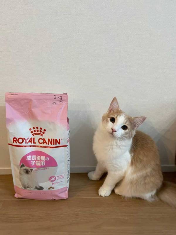 猫の『びっくり顔』に１６万いいね！　「涙流して笑った」「唖然としてる」