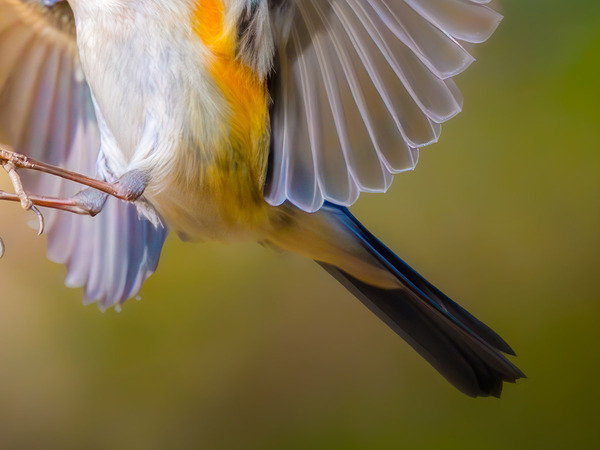 『芸術点１００点』といわれた青い鳥　１枚に「宝石細工のよう」「これは１２０点です」