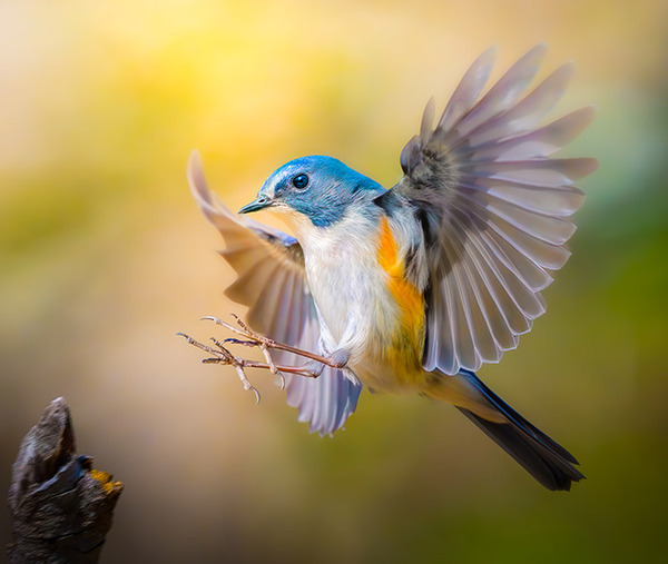 『芸術点１００点』といわれた青い鳥　１枚に「宝石細工のよう」「これは１２０点です」