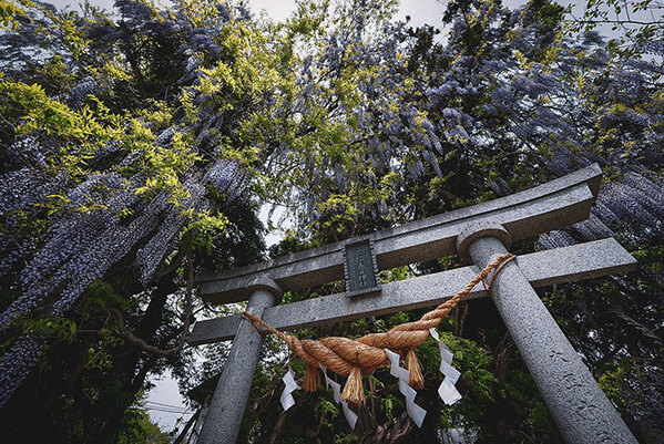 咲き乱れる大きな藤の花　光景に「オーラがすごい」「神々しい」