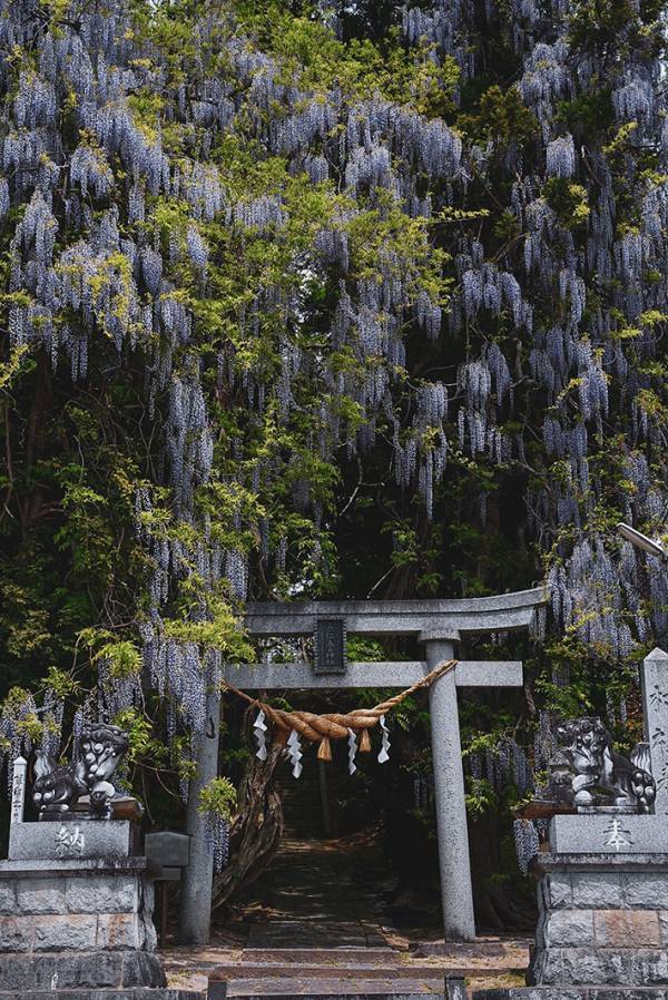 咲き乱れる大きな藤の花　光景に「オーラがすごい」「神々しい」