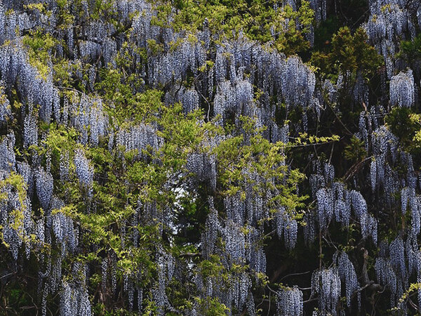 咲き乱れる大きな藤の花　光景に「オーラがすごい」「神々しい」