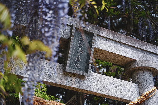 咲き乱れる大きな藤の花　光景に「オーラがすごい」「神々しい」