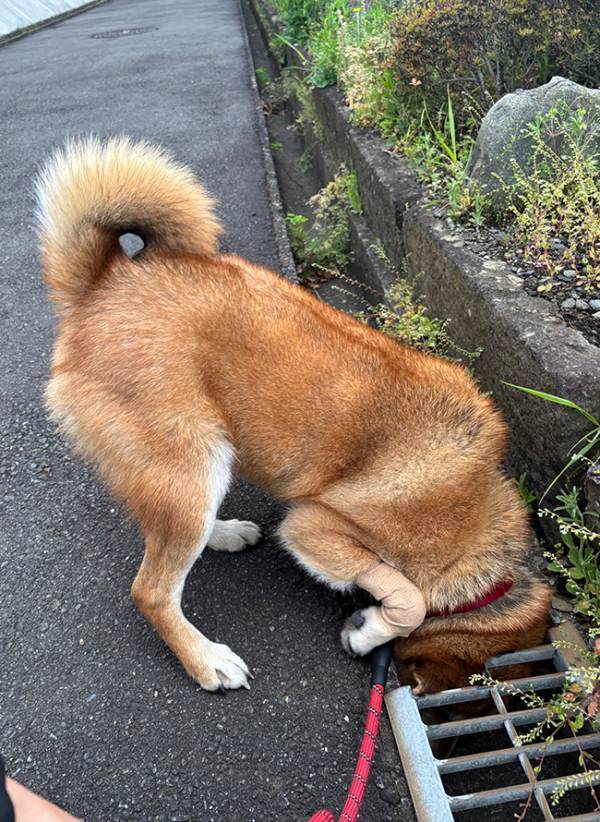 「一生懸命すぎる」「顔ー！」　散歩中の柴犬に起こったアクシデントが？