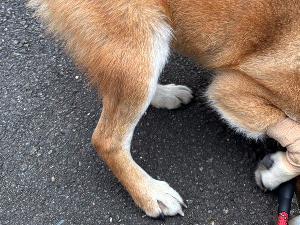 「一生懸命すぎる」「顔ー！」　散歩中の柴犬に起こったアクシデントが？