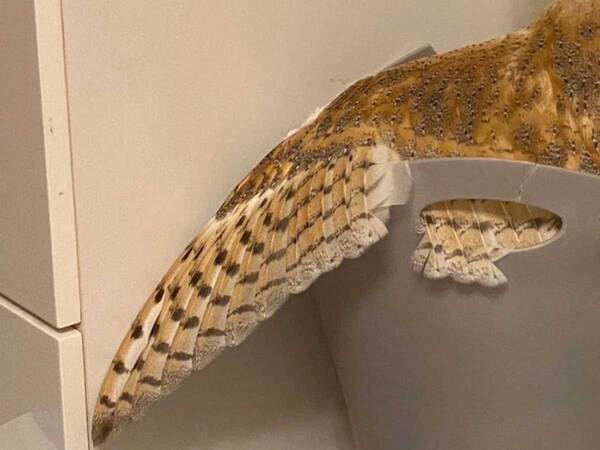 「あのぅ助けてもらえますか」　フクロウの着地した『場所』に「哀愁漂う」「美しいけど…」