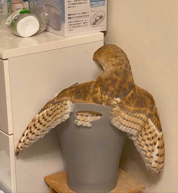 「あのぅ助けてもらえますか」　フクロウの着地した『場所』に「哀愁漂う」「美しいけど…」