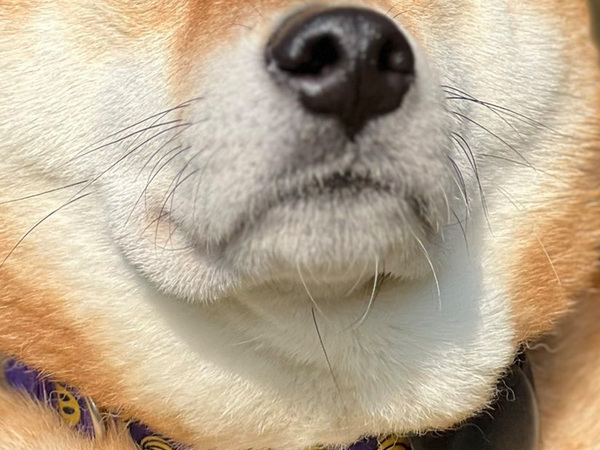 『おじいちゃんみたいな柴犬』に「めっちゃツボ」「渋いお茶が好きそう」