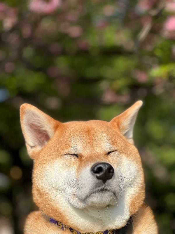 『おじいちゃんみたいな柴犬』に「めっちゃツボ」「渋いお茶が好きそう」