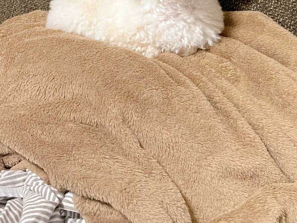 出勤前に大急ぎで身支度　ふとソファーを見ると？「こうなりてー」「羨ましい」