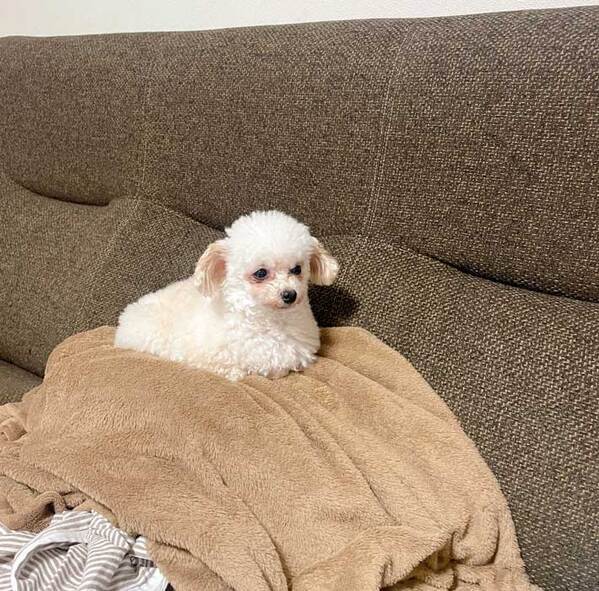 出勤前に大急ぎで身支度　ふとソファーを見ると？「こうなりてー」「羨ましい」