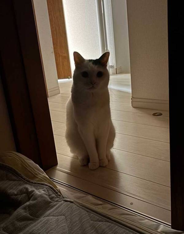 猫「なんかできることある？」　子供が夜泣きをしていると…「泣ける」「優しい世界」