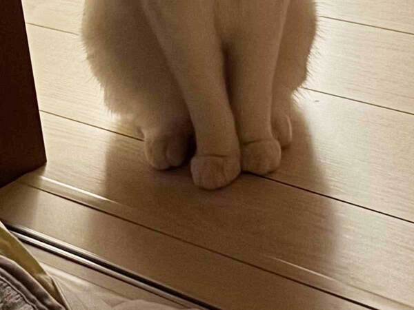 猫「なんかできることある？」　子供が夜泣きをしていると…「泣ける」「優しい世界」