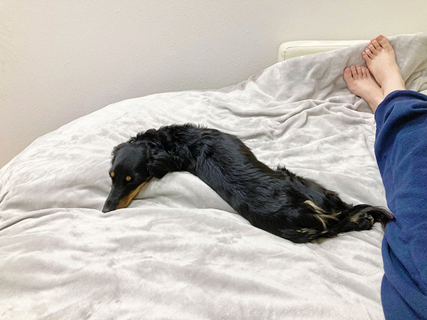 ダックスフンドの寝起きに「笑いが止まらない」　全身をよく見ると…？