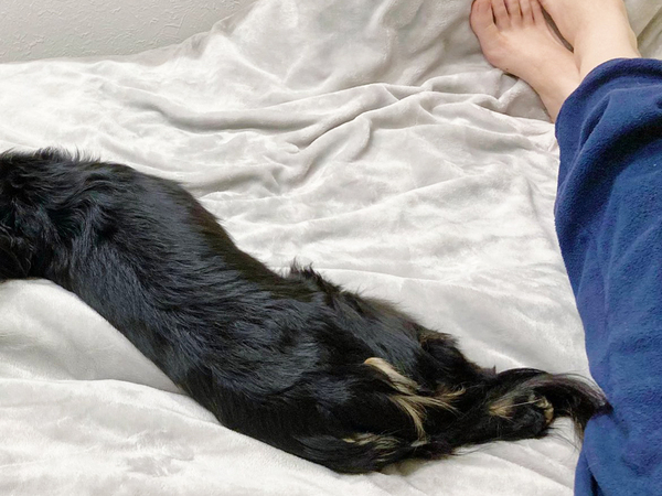 ダックスフンドの寝起きに「笑いが止まらない」　全身をよく見ると…？