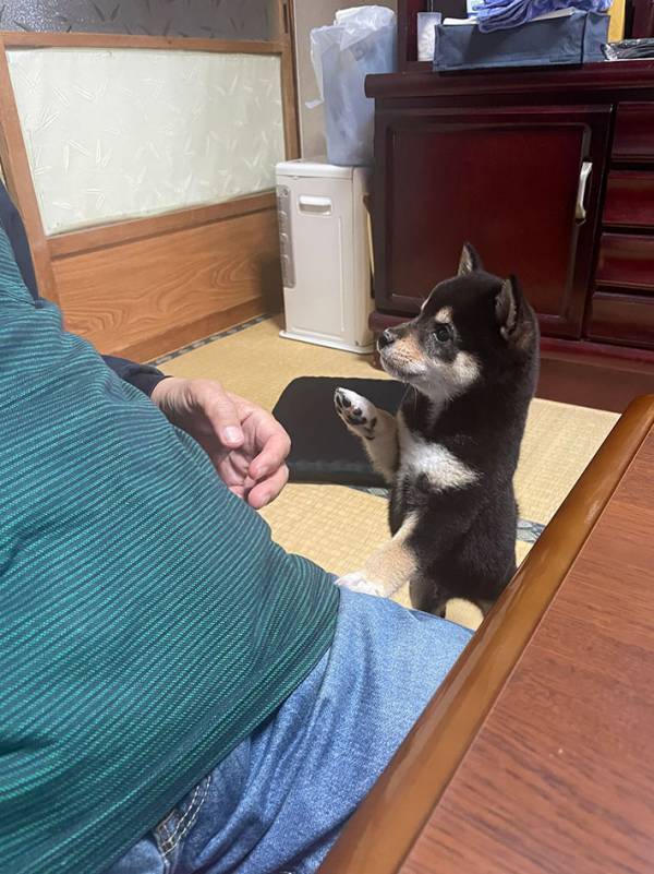 オムライスが食べたい柴犬　とった行動に「かわいすぎて倒れそう」「これはあげたくなる」