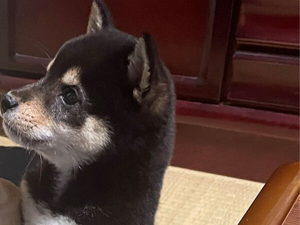 オムライスが食べたい柴犬　とった行動に「かわいすぎて倒れそう」「これはあげたくなる」