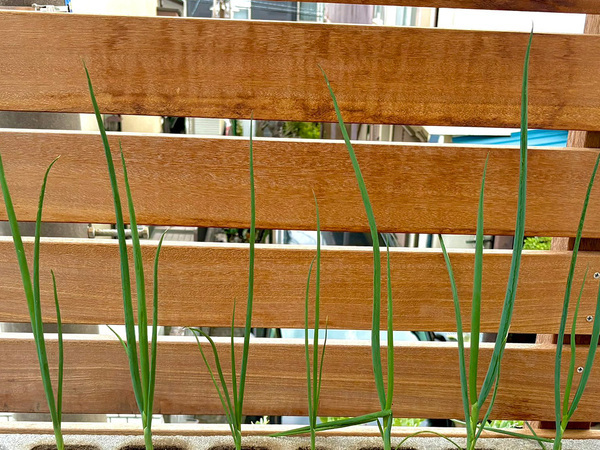 長ネギを『意外な場所』に植えた結果…　「名案すぎ！」「やってみよう」