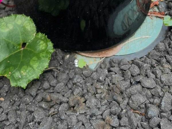 自宅の植木鉢　ひっくり返ったまま１年後に…「泣いてしもうた」「勇気がもらえる」