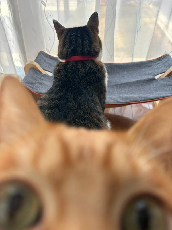 愛猫の後ろ姿を撮影、すると？　「声出た」「心臓が止まりそう」