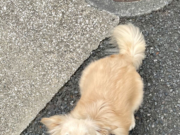 飼い主「分かりやすい」　散歩中の愛犬の『アピール』に「笑った」「確かに分かりやすい」