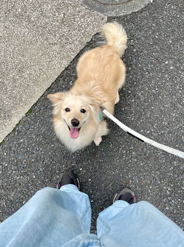 飼い主「分かりやすい」　散歩中の愛犬の『アピール』に「笑った」「確かに分かりやすい」