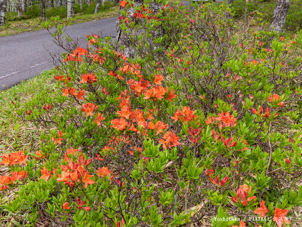 街中で見かけるツツジ、もしかしたら…　危険に「知らなかった」「気を付けないと」