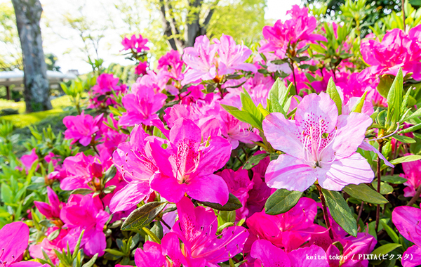 街中で見かけるツツジ、もしかしたら…　危険に「知らなかった」「気を付けないと」